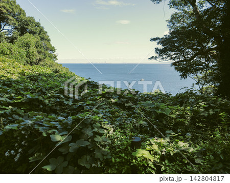 豊かな新緑の向こうに青い海と空が広がる猿島の風景 豊かな新緑の向こうに青い海と空が広がる猿島の風景 142804817