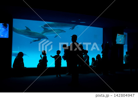 水族館でイルカの群れを眺める人々 水族館でイルカの群れを眺める人々 142804947