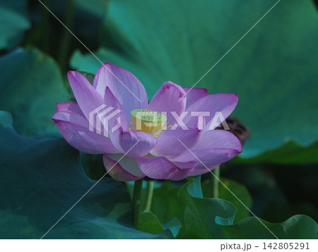 蓮の花のある風景 蓮の花のある風景 142805291