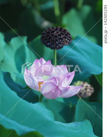 ハスの花、清浄なる花 142805295