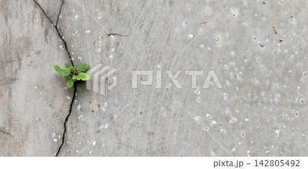 Small green plants grow through the cracks in the concrete wall. 142805492
