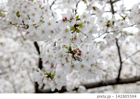 見頃を迎えた華やかな桜の花と爽やかな光 142805504