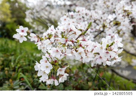 見頃を迎えた華やかな桜の花と爽やかな光 142805505
