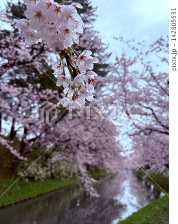 雨上がりの桜と水滴 春の風景を彩る満開の花 雨上がりの桜と水滴 春の風景を彩る満開の花 142805531