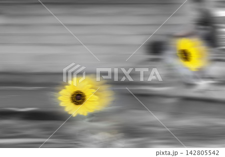 雨上がりの帰宅 雨上がりの帰宅 142805542