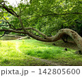 グリーン一杯夏の名残りの一碧湖 142805600