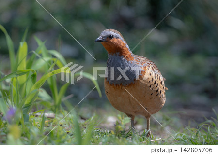 丸いフォルムがかわいい身近な野鳥コジュケイ。愛らしい動物コラムや日常のいやし広告に最適な写真素材 142805706
