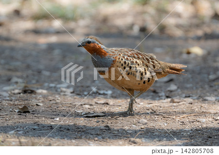 丸いフォルムがかわいい身近な野鳥コジュケイ。愛らしい動物コラムや日常のいやし広告に最適な写真素材 丸いフォルムがかわいい身近な野鳥コジュケイ。愛らしい動物コラムや日常のいやし広告に最適な写真素材 142805708