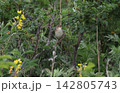 さえずるマキノセンニュウ 142805743