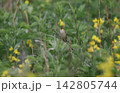 さえずるマキノセンニュウ 142805744