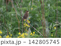 さえずるマキノセンニュウ 142805745