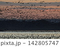 早朝にねぐらから飛び立つマガンの大群 142805747