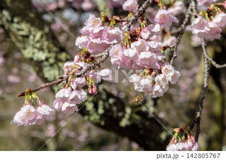 雨上がりの桜の花にミツバチ●トリミング案は様々#2 雨上がりの桜の花にミツバチ●トリミング案は様々#2 142805767