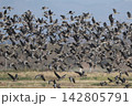 畑地から飛び立つマガンの大群 142805791
