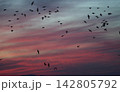 夕焼けの中を飛ぶマガンの群れ 142805792