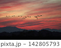 夕焼けの中を飛ぶマガンの群れ 142805793