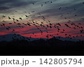 夕焼けの中を飛ぶマガンの群れ 142805794