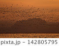 早朝にねぐらから飛び立つマガンの大群 142805795