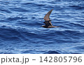海上を飛ぶクロアジサシ 142805796