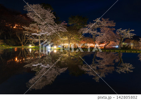 春の福島県二本松市　日本さくら名所100選　霞ヶ城公園（二本松城跡）　夜桜ライトアップ 142805802