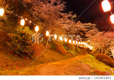 春の福島県二本松市　日本さくら名所100選　霞ヶ城公園（二本松城跡）　夜桜ライトアップ 142805803
