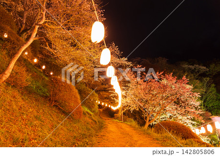 春の福島県二本松市　日本さくら名所100選　霞ヶ城公園（二本松城跡）　夜桜ライトアップ 142805806