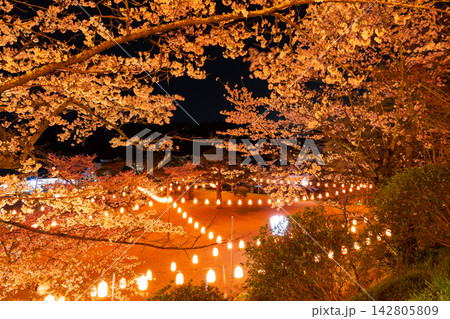 春の福島県二本松市 日本さくら名所100選 霞ヶ城公園(二本松城跡) 夜桜ライトアップ 春の福島県二本松市 日本さくら名所100選 霞ヶ城公園(二本松城跡) 夜桜ライトアップ 142805809
