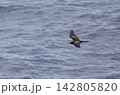 海上を飛ぶクロアジサシ 142805820