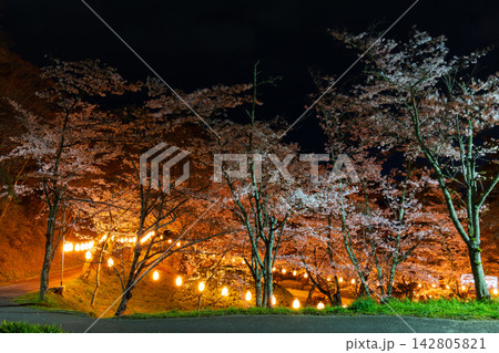 春の福島県二本松市 日本さくら名所100選 霞ヶ城公園(二本松城跡) 夜桜ライトアップ 春の福島県二本松市 日本さくら名所100選 霞ヶ城公園(二本松城跡) 夜桜ライトアップ 142805821