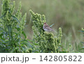 草に止まるコホオアカ 142805822