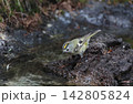 水場にやってきたキクイタダキのオス 142805824