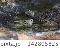 水浴びをするキクイタダキ 142805825