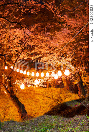 春の福島県二本松市　日本さくら名所100選　霞ヶ城公園（二本松城跡）　夜桜ライトアップ 142805828
