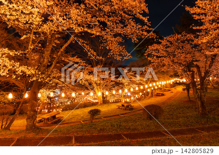 春の福島県二本松市　日本さくら名所100選　霞ヶ城公園（二本松城跡）　夜桜ライトアップ 142805829