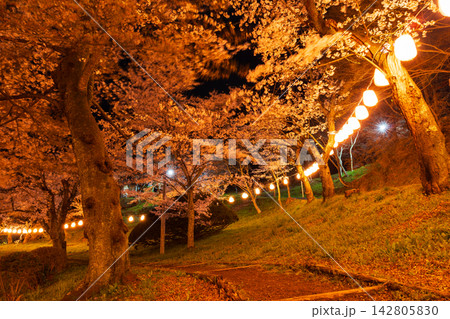 春の福島県二本松市　日本さくら名所100選　霞ヶ城公園（二本松城跡）　夜桜ライトアップ 142805830