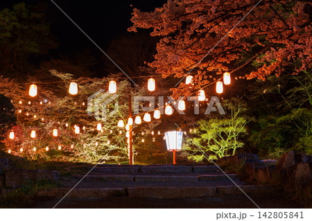 春の福島県二本松市 日本さくら名所100選 霞ヶ城公園(二本松城跡) 夜桜ライトアップ 春の福島県二本松市 日本さくら名所100選 霞ヶ城公園(二本松城跡) 夜桜ライトアップ 142805841