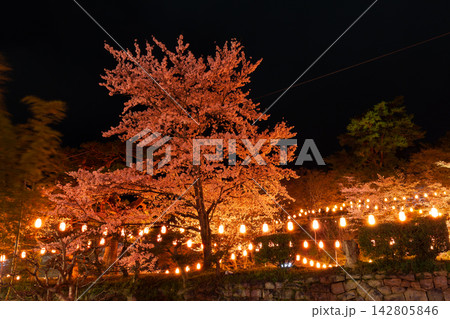 春の福島県二本松市　日本さくら名所100選　霞ヶ城公園（二本松城跡）　夜桜ライトアップ 142805846