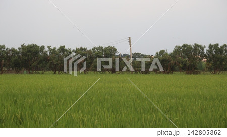 A natural outdoor scene showcasing a vibrant grassy landscape with power lines and trees in the distance 142805862