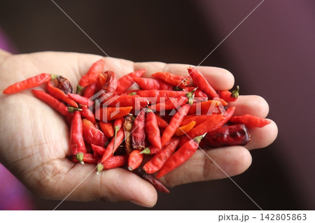 A hand presenting fresh red chili peppers in a natural setting for culinary or health-related use A hand presenting fresh red chili peppers in a natural setting for culinary or health-related use 142805863