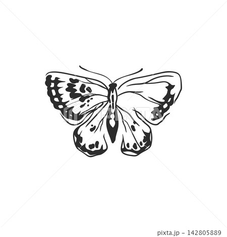 Hand Drawn Butterfly with Open Wings Vector Illustration, Detailed Black and White Insect Line Art for Tattoo, Nature Design, Fashion Print, Poster, Logo and Decorative Artwork Hand Drawn Butterfly with Open Wings Vector Illustration, Detailed Black and White Insect Line Art for Tattoo, Nature Design, Fashion Print, Poster, Logo and Decorative Artwork 142805889