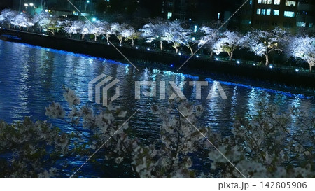 川辺を彩るライトアップされた満開の夜桜 川辺を彩るライトアップされた満開の夜桜 142805906