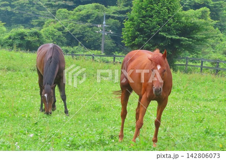 放牧された馬 放牧された馬 142806073