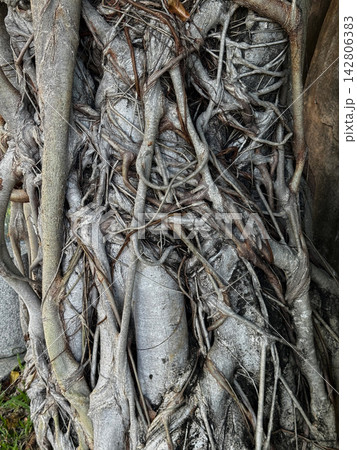Tangled aerial roots wrapped tightly around a banyan tree trunk 142806383