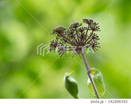 暗紫のノダケの花 142806392