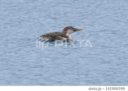 冬鳥として渡来する珍しい大型水鳥ハシジロアビ。図鑑や海の自然コラムに最適な野生の野鳥写真素材 冬鳥として渡来する珍しい大型水鳥ハシジロアビ。図鑑や海の自然コラムに最適な野生の野鳥写真素材 142806399