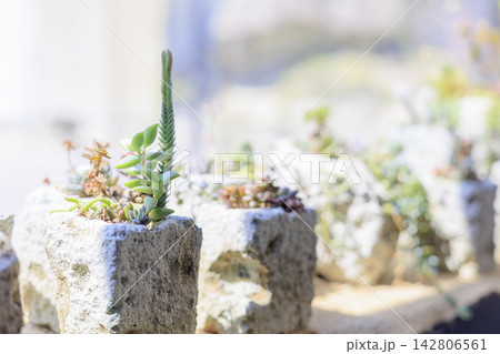大谷石のプランターに植えられた観葉植物と窓辺に差し込む日差し 大谷石のプランターに植えられた観葉植物と窓辺に差し込む日差し 142806561