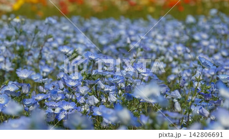 一面に広がる青いネモフィラの花畑と春の風景 142806691
