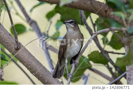 Female Siberian Rubythroat, Migratory Bird in Pathum Thani Rice Research Center Female Siberian Rubythroat, Migratory Bird in Pathum Thani Rice Research Center 142806771