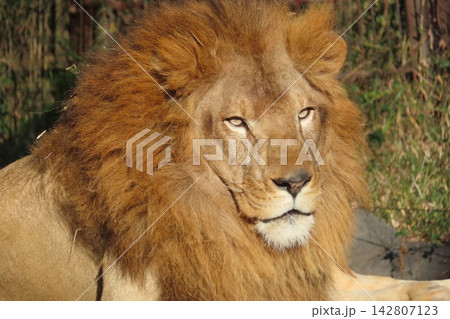 百獣の王ライオン 百獣の王ライオン 142807123