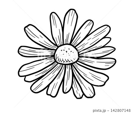 Spring chrysanthemum and daisy outlines in pencil doodle style, organic botanical silhouettes with decorative line art, wildflower etching design element Spring chrysanthemum and daisy outlines in pencil doodle style, organic botanical silhouettes with decorative line art, wildflower etching design element 142807148